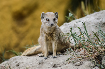 Portrait of a sitting mongoose. (Cynictis penicillata)
