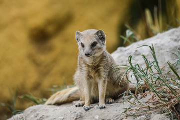 Portrait of a sitting mongoose. (Cynictis penicillata)