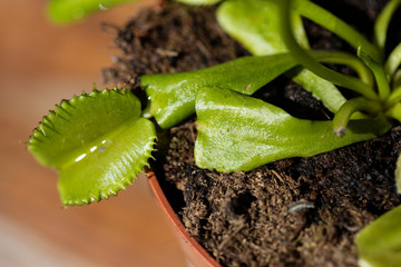 The Venus flytrap Dionaea muscipula in the pot