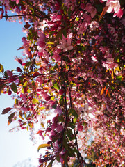 Pink crab apple blossom backlit by sunlight with blue sky background. - obrazy, fototapety, plakaty