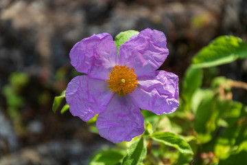 Purple flower in a garden