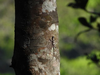 Sun basking Draco: The Southern Flying Lizard is seen here having it's routine warming up while using great camouflage.