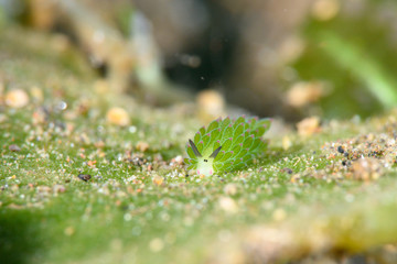 ホホベニモウミウシ