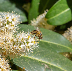 bee in action