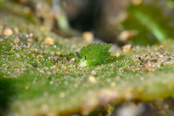 ホホベニモウミウシ