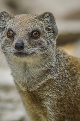 Close up portrait of a little mongoose.(Cynictis penicillata)