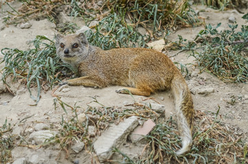 Close up portrait of a resting little mongoose. (Cynictis penicillata)