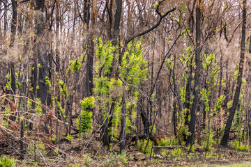 A forest near Wallaga Lake in New South Wales, Australia burnt down during the bush fires.
