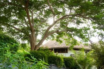 The atmosphere and interior in the style of Bali. Indonesian style. The nature of the island and the exotic. Doors and trees. Tunnel in the jungle. Culture