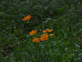 Obraz premium Wild Marigold flowers in orange color with a scenic natural green background
