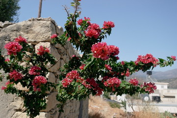Fototapeta na wymiar A bright beautiful flowering plant against a brick wall and blue sky