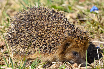 Wild hedgehog in the grass.