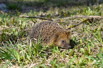 Naklejka na ściany i meble Wild hedgehog in the grass.