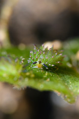 クサイロモウミウシ