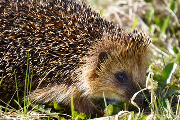 Wild hedgehog in the grass.