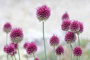 pink blossoms of wild chives plant, light grey blurry background