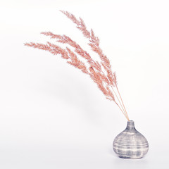 Several branches (ears) of the dried plant are in a striped ceramic vase. The concept of home decor in a minimalist style. White background.