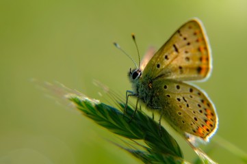 variety of butterfly in spring