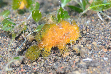 カエルアンコウ