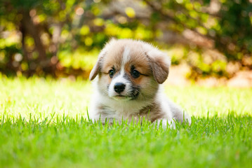 Adorable pembroke welsh corgi puppy