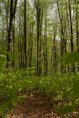 beech forest in the Carpathians in spring