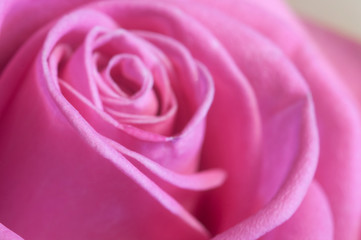 Fototapeta premium Rose flower fragment macro shot