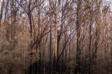 Obraz na płótnie Canvas A forest near Wallaga Lake in New South Wales, Australia burnt down during the bush fires.