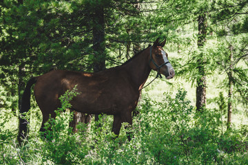 A bay horse grazes in a meadow in a coniferous forest in the Ulagansky District of the Altai republic, Russia