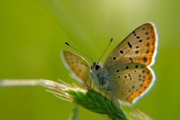 Fototapeta na wymiar variety of butterfly in spring