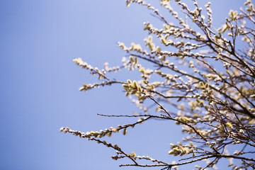 blooming fluffy shoots on willow branches in spring