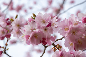 Fototapeta na wymiar One brief season moment in spring time is the blooming of sakura tree.