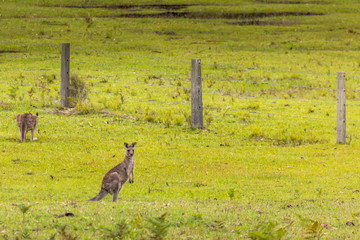Wild kangaroos standing on a meadow and looking to a fence. 