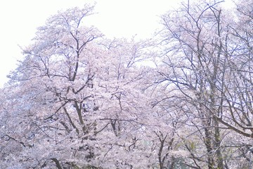 Landscape of White Cherry Blossom Trees