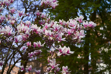 Flowering trees in April in Kyiv