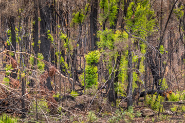 A forest near Wallaga Lake in New South Wales, Australia burnt down during the bush fires.