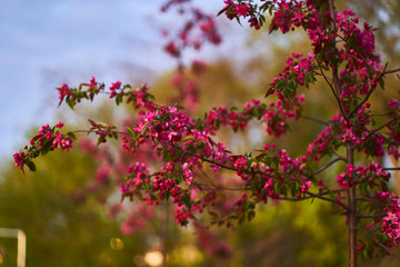 Flowering trees in April in Kyiv