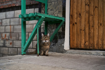 Cat at the entrance to a residential building under the bench