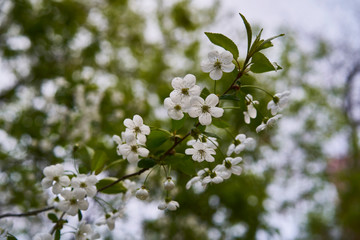 Cherry blossoms in April in Kyiv