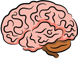 Human brain