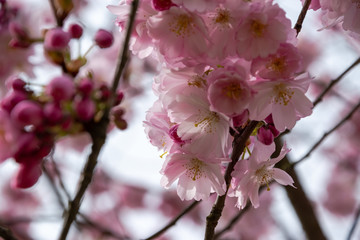 One brief season moment in spring time is the blooming of sakura tree.
