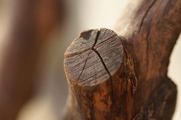 Accurate saw cut of the old tree with cracks.