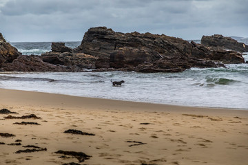 A dog running at the rocks of the beach at the Mystery Bay in New South Wales, Australia at a cloudy and windy day in summer with strong waves in the ocean. 