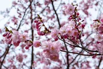 One brief season moment in spring time is the blooming of sakura tree.