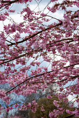 Fototapeta premium One brief season moment in spring time is the blooming of sakura tree.