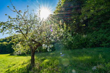 Fototapete bei efototapeten.de bestellen   
