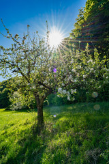 Fototapete bei efototapeten.de bestellen   