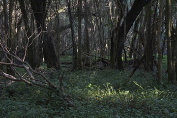 Bosque litoral