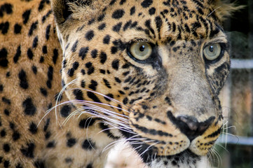 Fototapeta na wymiar Leopard portrait close up - Panthera pardus