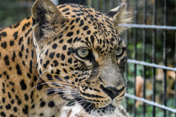 Leopard portrait close up - Panthera pardus