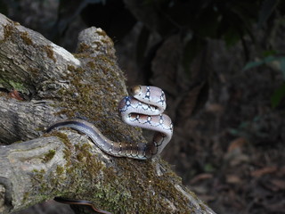 The Montane Trinket Snake in aggressive mood after being disturbed from sleep